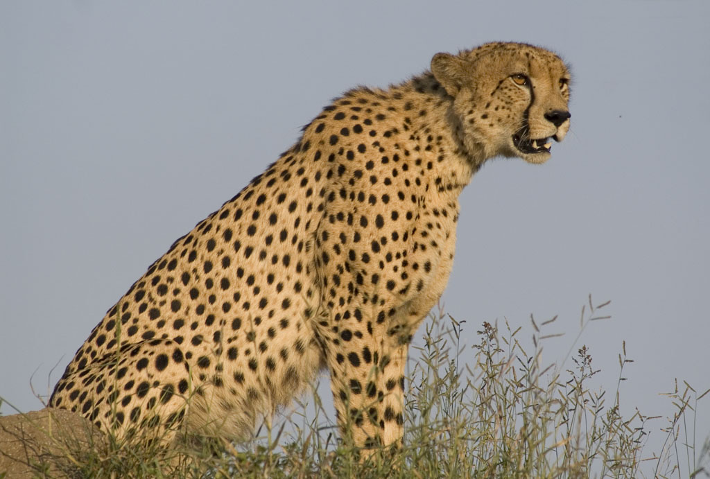 http://www.roumazeilles.net/images/2007/rsa/PICT3754w%20-%20Guepard-%20assis.jpg