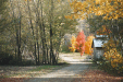 Trois arbres au soleil de l'automne