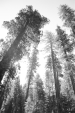 Sequoias
