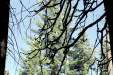 Arbres
