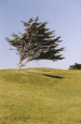 Arbre breton