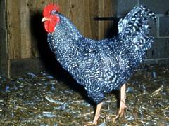 Chicken