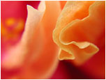 Hibiscus at Kleptography.com