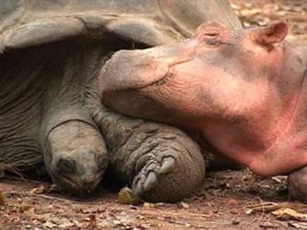Tortoise adopts baby hippo