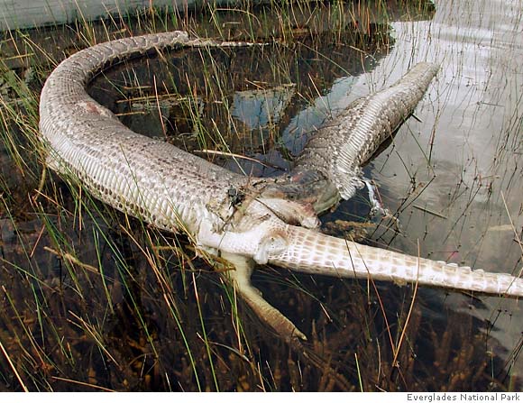 Python Explodes After Eating Alligator