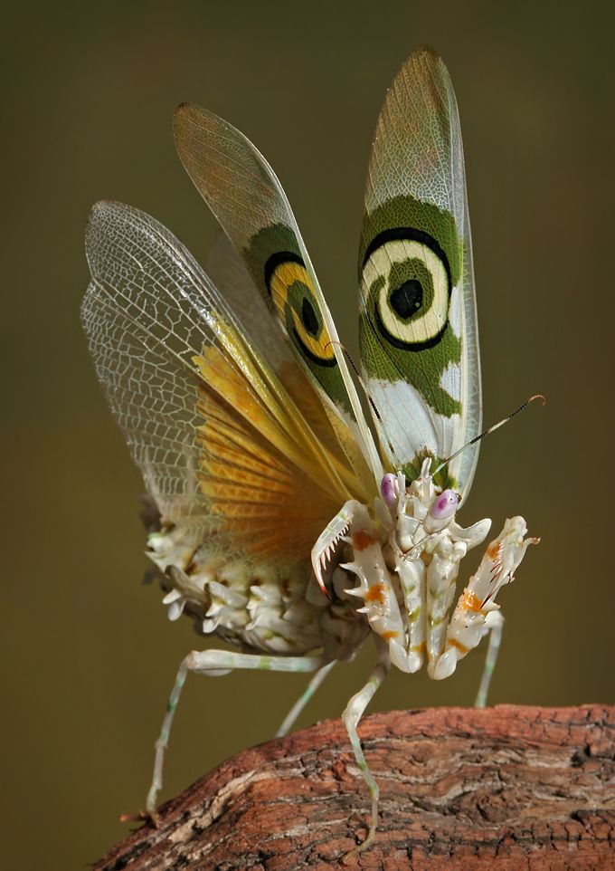 Coloured flying mantis
