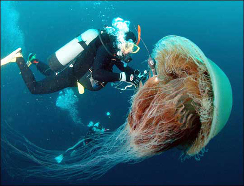 Gigantic Biotech Jellyfish Human Interface