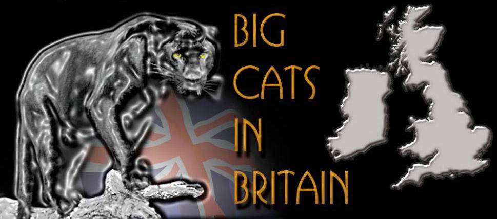 » Big cats roam free in UK » Big cats roam free in UK