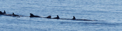 Whale family