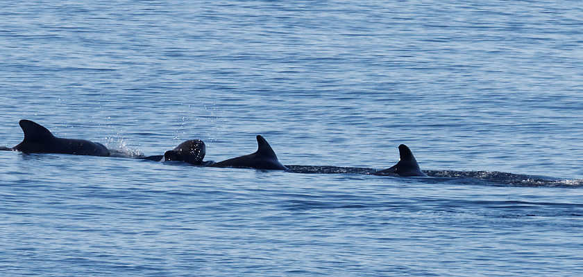 Whale family