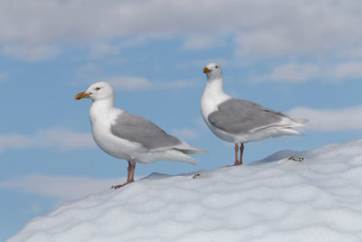 Glaucous gulls