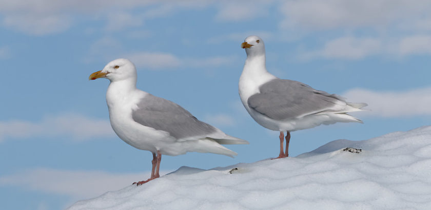 Glaucous gulls