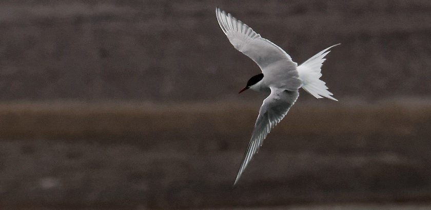Arctic tern