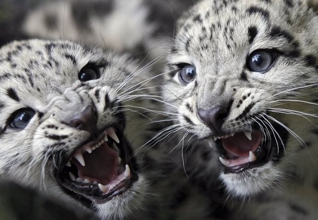 Baby snow leopards