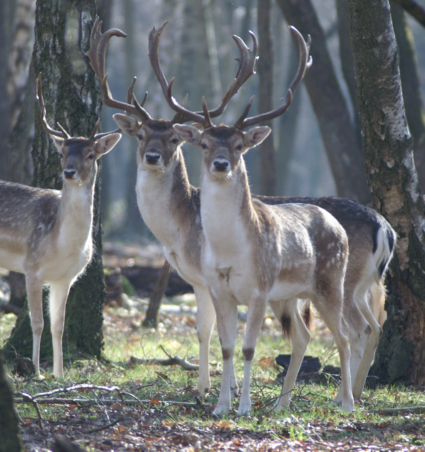 Daims à Rambouillet – Roumazeilles.net