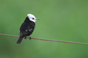 Small Brazilian bird