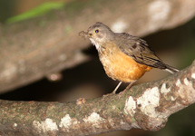 Rufous hornero