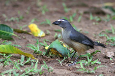 Greyish Saltator