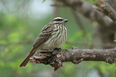 Red-breasted blackbird, female