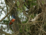 Blue-crowned trogon