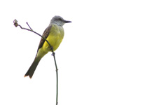 Tropical Kingbird