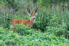 Cerf des marais