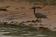 Sunbittern