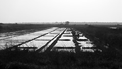 Île de Ré - Copyright (C) 2007-08 Anne Roumazeilles - All rights reserved