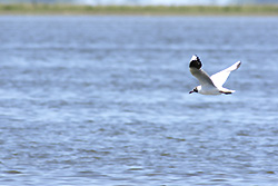 Brown-hooded Gull