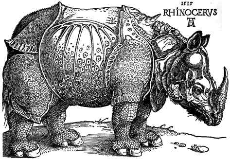 RhinocÃ©ros dessinÃ© par Albrecht DÃ¼rer en 1515