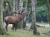 Yawning deer