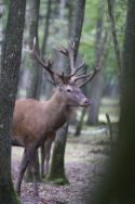 Deers in the sun