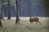 White-tailed deer