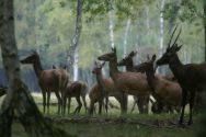 Herd in backlight