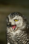 Barn owl