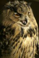 Great horned owl