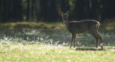 Roe deer in the sun