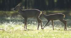 Roe deers in the sun