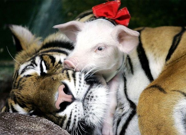 Tigre et cochon