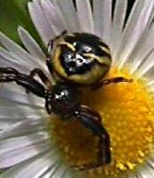 Spider pictures