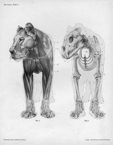 Handbuch der Anatomie der Tiere für Künstler - lion engraving