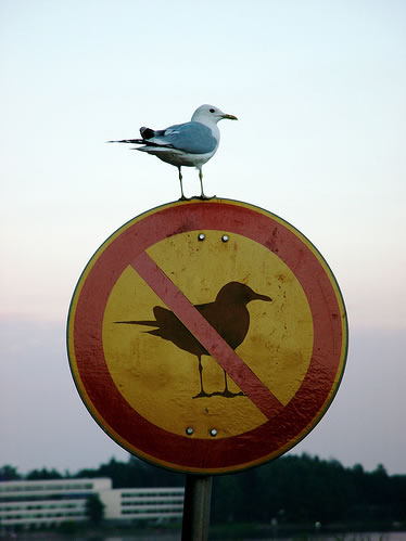 Bird on no bird sign