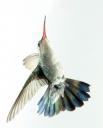 Flying hummingbird - (C) Greg Scott
