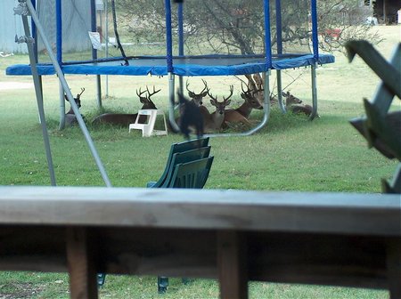 Pourquoi le trampoline est dangereux