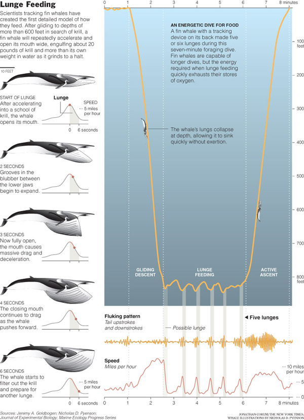 Whale lunge feeding - New York Times