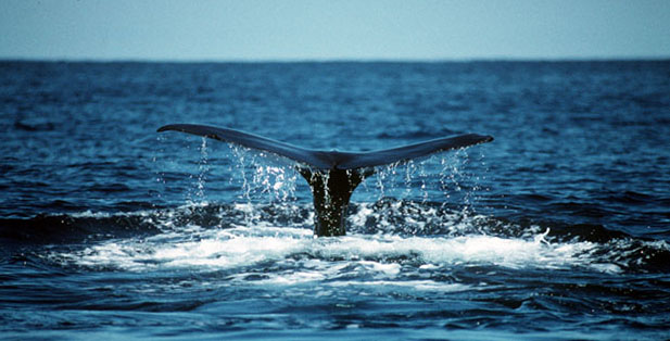 Whale tail