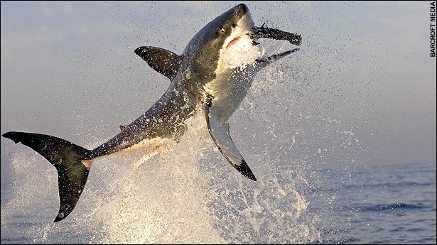 White shark eating a sea lion