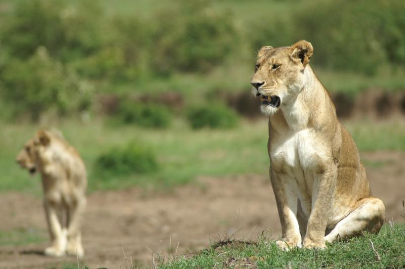 Cheetahs and elephants roaming free in USA