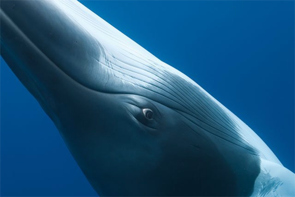 Dwarf Minke Whale - Ribbon Reefs, Great Barrier Reef, Australia - Copyright (C) 2007 Juergen Freund