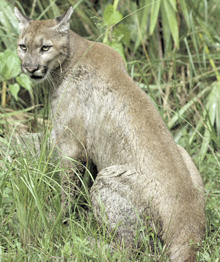 Puma - Florida panther - Puma concolor coryi